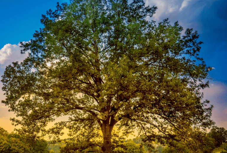 Oak tree