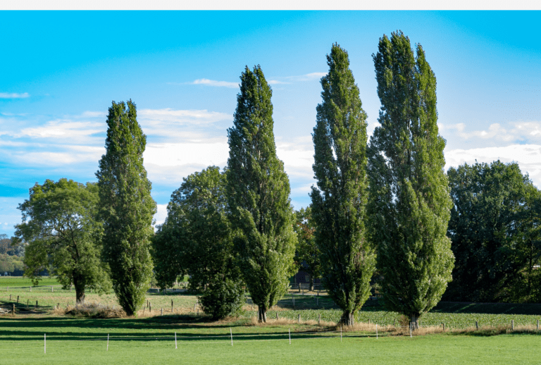 poplar or cottonwood trees