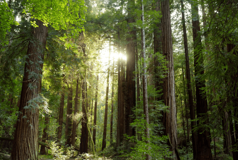 redwood trees