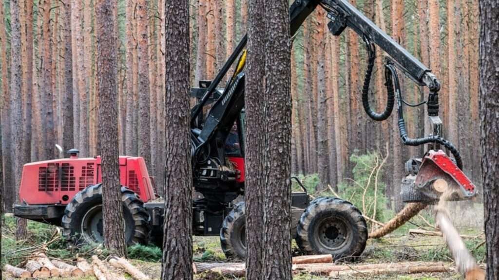 Wood Species Diversity
