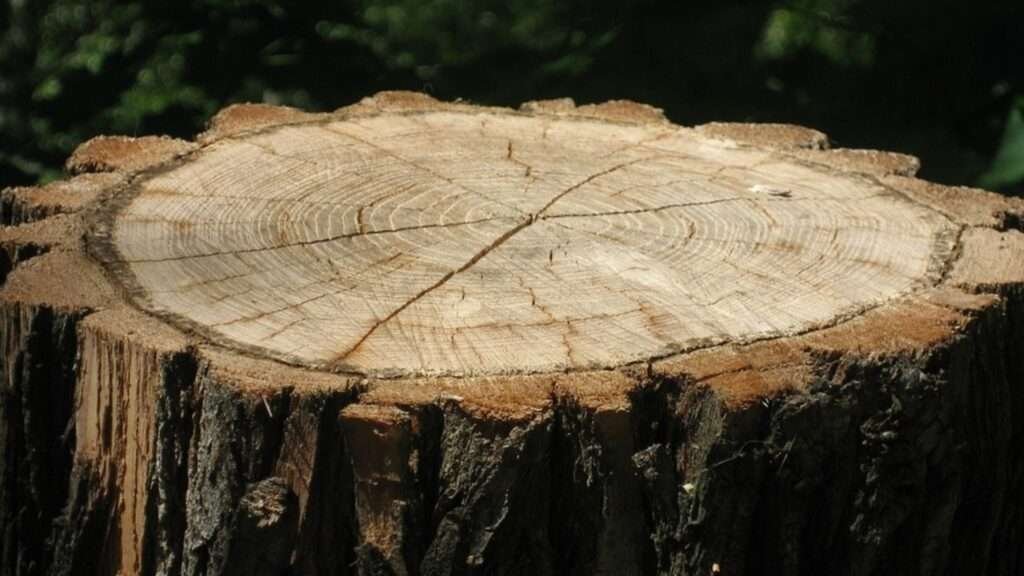 wood anatomy and structure